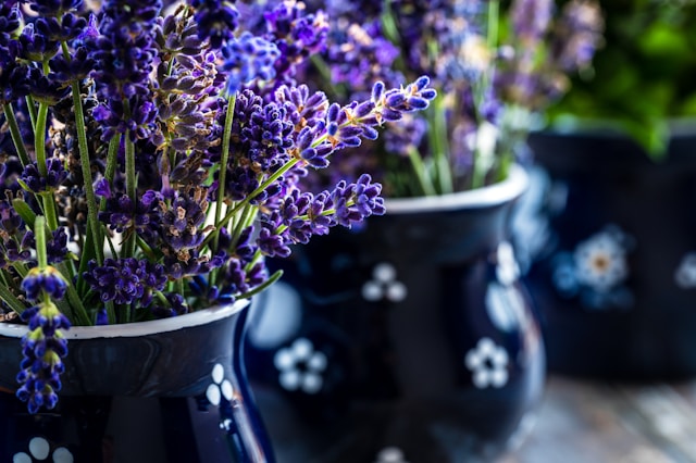 Poznejte účinky levandulového čaje